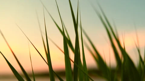 Close up of green grass developing in the wind. Evening sunset. High Quality. Stockbeeldmateriaal 162191731