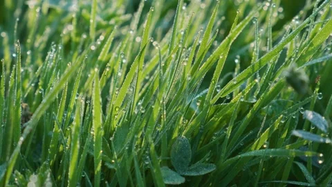 Close up of green grass with dew drops in the morning on the springtime Stock Footage 232623287