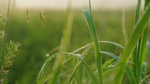 Close-up of green grass with dew drops on a summer morning Stock Footage 237361831