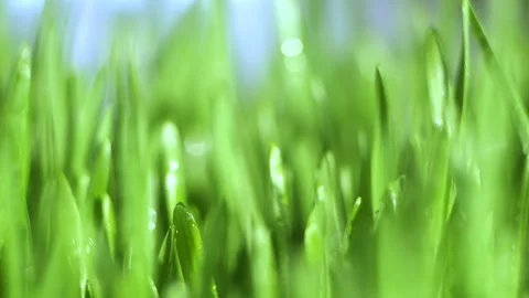 Close up of green grass with dew drops on it Stock Footage 305624354