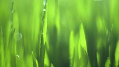 Close up of green grass with dew drops on it Stock Footage 306586625