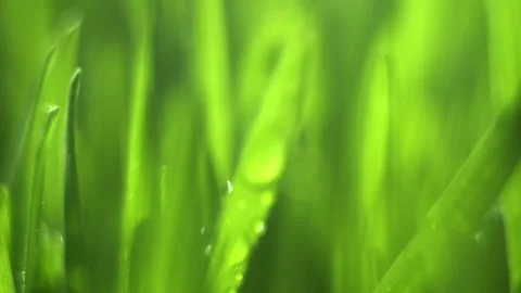Close up of green grass with dew drops on it Stock Footage 308872335