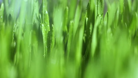 Close up of green grass with dew drops on it Stock Footage 313462977