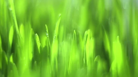 Close up of green grass with dew drops on it Stock Footage 314762537