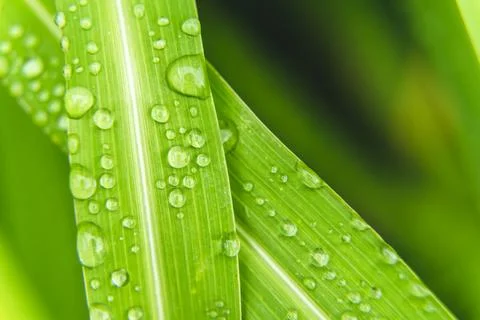 Close-Up of Green Grass with Dew Drops in Macro Stock Photos