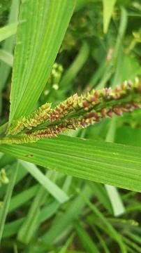 Close-up of Green Grass with Dewdrops Stock Photos