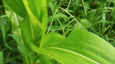Close-up of Green Grass with Dewdrops Foto stock