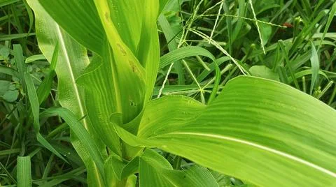 Close-up of Green Grass with Dewdrops Stock Photos