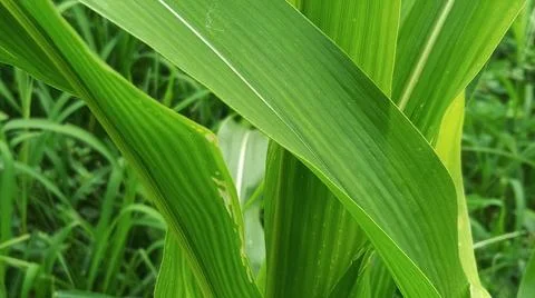 Close-up of Green Grass with Dewdrops Stock-Fotos