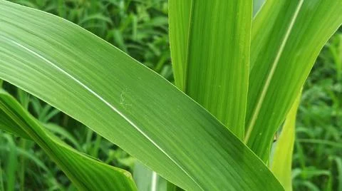 Close-up of Green Grass with Dewdrops Stock-Fotos