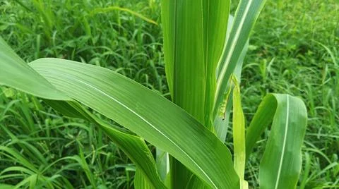 Close-up of Green Grass with Dewdrops Stock-Fotos