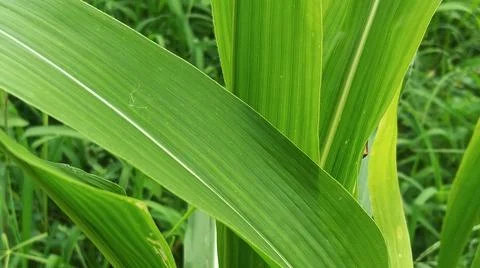 Close-up of Green Grass with Dewdrops Stock-Fotos