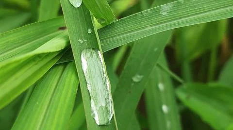 Close-up of Green Grass with Dewdrops Stock-Fotos