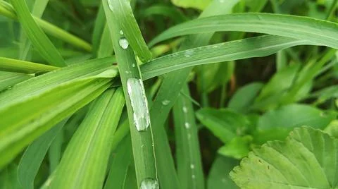 Close-up of Green Grass with Dewdrops Stock-Fotos