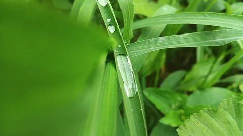 Close-up of Green Grass with Dewdrops Stock Photos