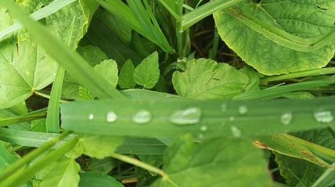 Close-up of Green Grass with Dewdrops Stock Photos