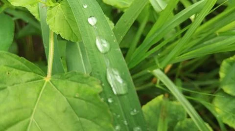Close-up of Green Grass with Dewdrops Фото