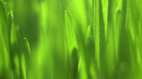 Close up of green grass with a drop of water on it Stock Footage 304563777