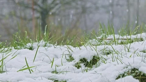 Close-up of the green grass during the snowfall Stock Footage 240975595