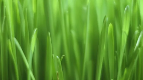 Close up of green grass with a few brown spots Stock Footage 313172467