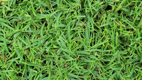 Close up. Green grass field. Stock Footage 309022716