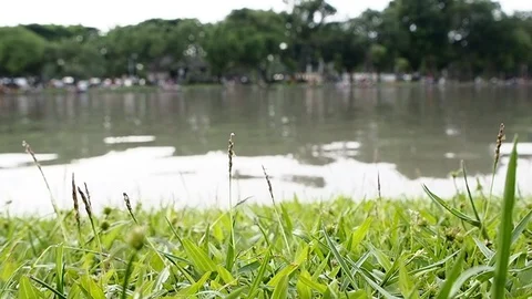 Close up of green grass field with liver. Green field of grass background. Stock Footage 97462152