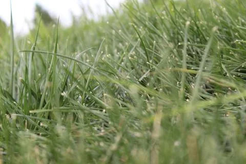 Close of green grass in a field Stock Photos