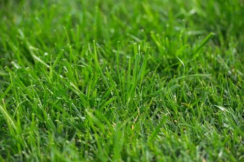 Close up of a green grass field Stock Photos