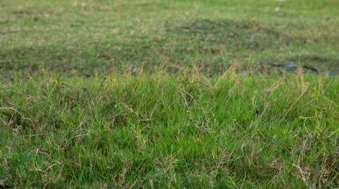 Close-up of Green Grass Field 스톡 사진