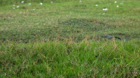Close-up Of Green Grass Field Stock Photos