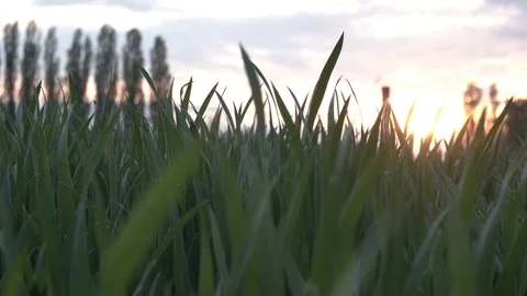 Close-up of green grass field at sunset. Stock Footage 129792839
