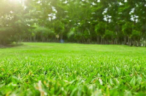 Close up green grass field with tree blur park background,Spring and summer c Stock Photos
