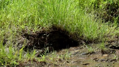 Close up of green grass on flowing wet ground Stock-Footage 336878032