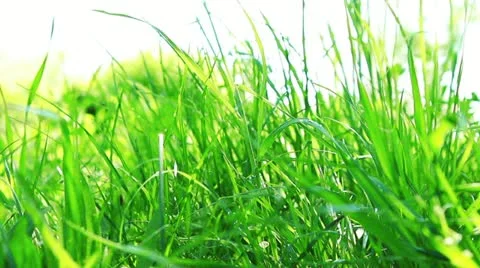 Close-up of green grass Stock Footage 22025557