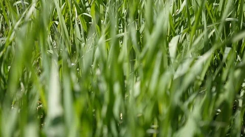 Close up of green grass Stock Footage 88784398