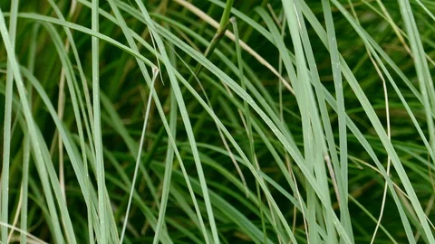 Close up of green grass Stock Footage 100038772