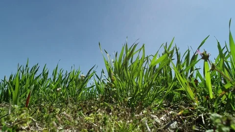 Close Up of Green Grass Stock Footage 114889738
