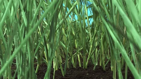 Close up of green grass Stock Footage 137121442