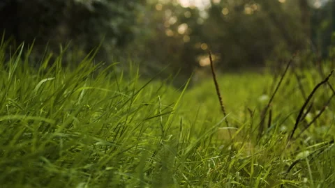 Close up green grass in the forest. Stock Footage 258574547