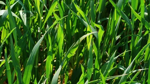Close-up of green grass growing on field at sunny windy day Stock Footage 108173837