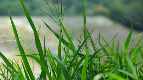 Close up green grass leaf animated by wind in nature blur background Stock Footage 124391171