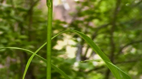 Close Up of Green Grass in Light Wind Stock Footage 42742105