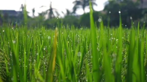 Close up of green grass on meadow with dew on it. Purity of nature concept Video stock 152323927