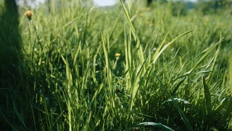Close Up Of Green Grass Meadow Field In The Morning Sun In Springtime Germany Stock Footage 108793771