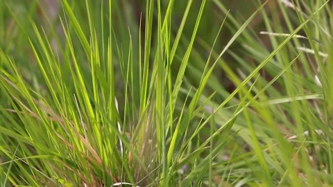 Close up  green grass on a meadow Stock Footage 131611785