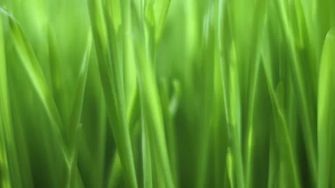 Close up of green grass with a mood of calmness and serenity Stock Footage 318723880