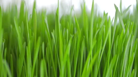 Close up of green grass with a mood of freshness and vitality Stock Footage 303880049