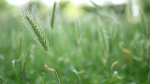Close up green grass moved by the wind 스톡 동영상 135495387