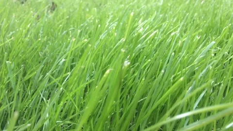 CLOSE-UP GREEN GRASS MOVED BY THE WIND Stock Footage 144684971
