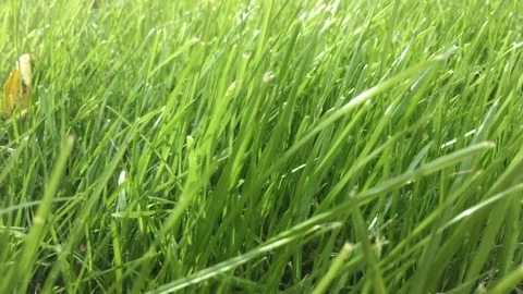 CLOSE-UP GREEN GRASS MOVED BY THE WIND Stock Footage 144685180